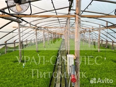 Предзаказ Голубая ель зкс сеянцы