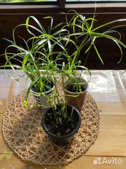 Комнатные растения, цветы