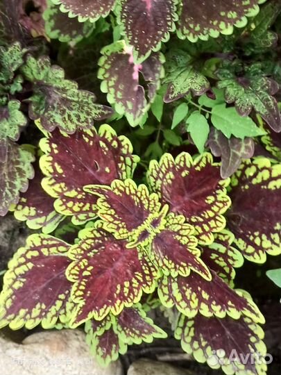 Укорененные черенки колеуса