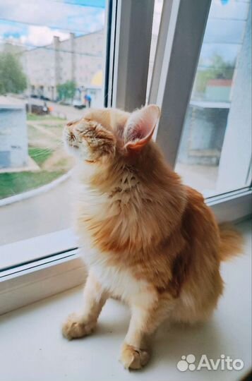 Кошка стерилизованные