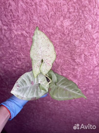 Singonium Confetti (Сингониум Конфетти)