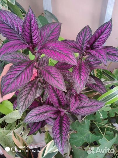 Комнатные цветы красиво цветущие и расписные