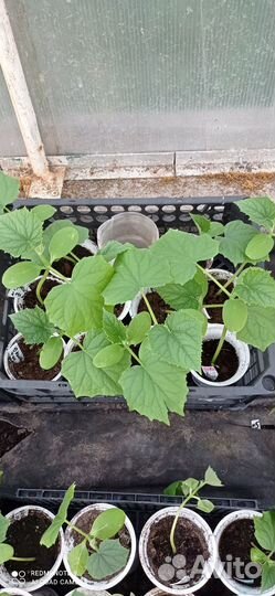 Продажа рассады огурцов