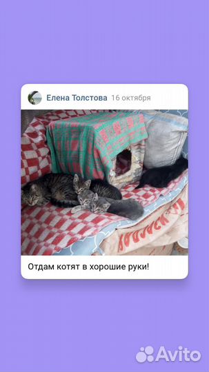 Котята в добрые руки