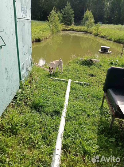 Западносибирская лайка