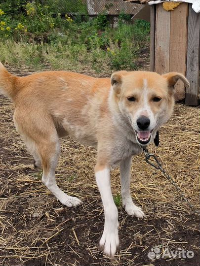 Мона - маленькая собака в добрые руки