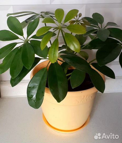 Комнатные растения