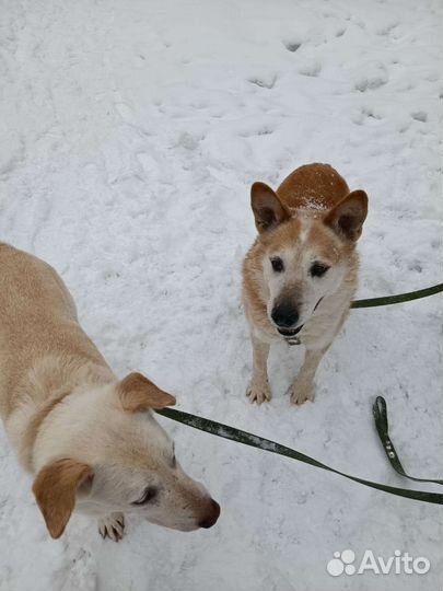 Собака из приюта в добрые руки бесплатно ищет дом