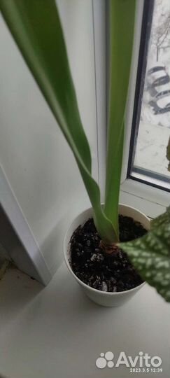 Гиппеаструм