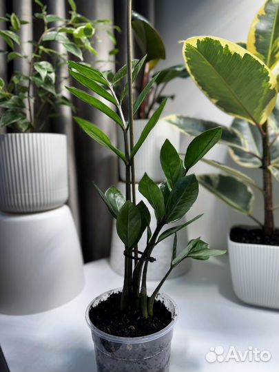 Замиокулькас