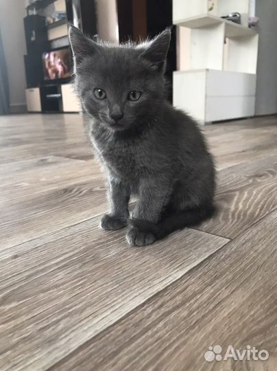 Отдам в добрые руки голубоглазых малюток (4мес)