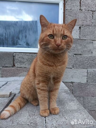 Кот Бесплатно