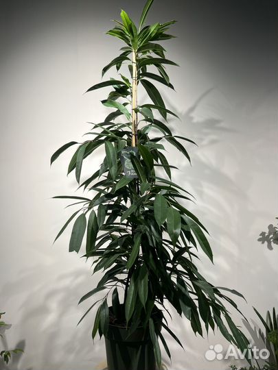 Фикус Амстел кинг 161 см