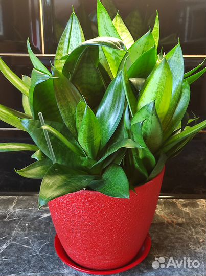 Сансевиерия ханни