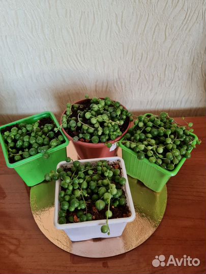 Крестовник Роули