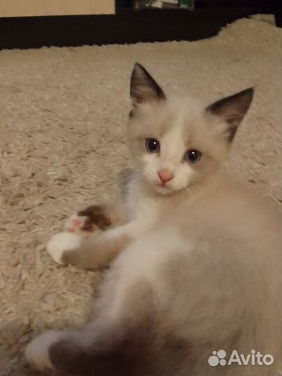 Отдам котят в добрые руки