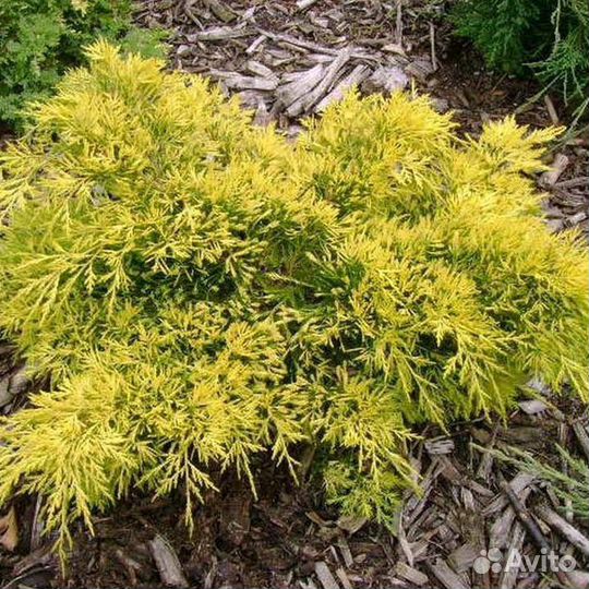 Желтые можжевельники