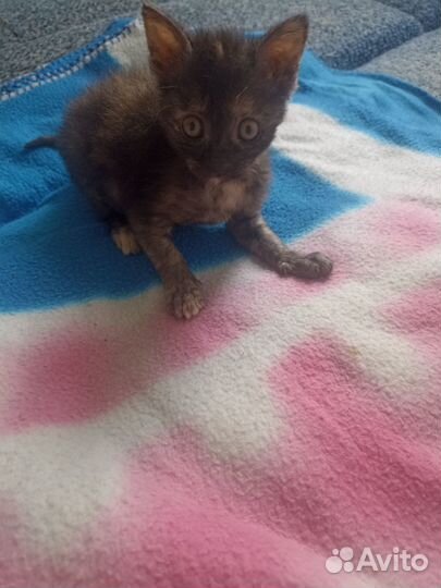 Котята в добрые руки даром девочки