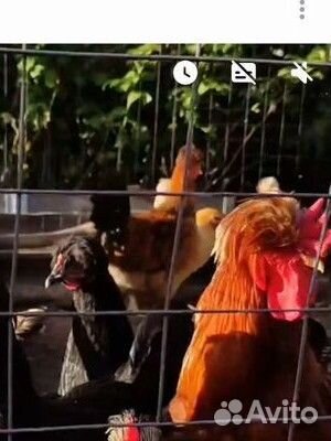 Суточные цыплята кур несушек