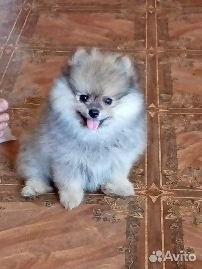 Передержка животных на время отпуска