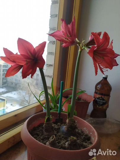 Гиппеаструм красный