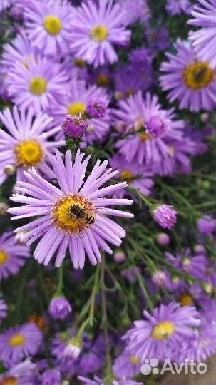 Сентябринка