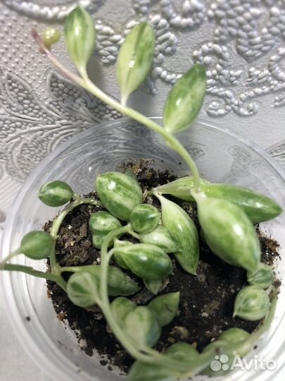 Крестовник Роули Геррейна Красула и Алоэ Вера