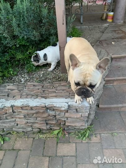 Французский бульдог кабель вязка