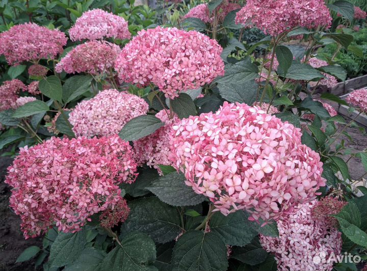 Гортензия древовидная