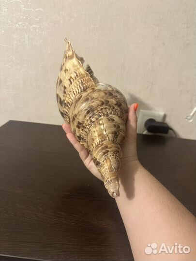 Раковина Харония Тритонис,тритоний рог