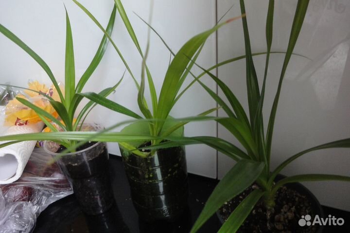 Пальма винтовая Панданус