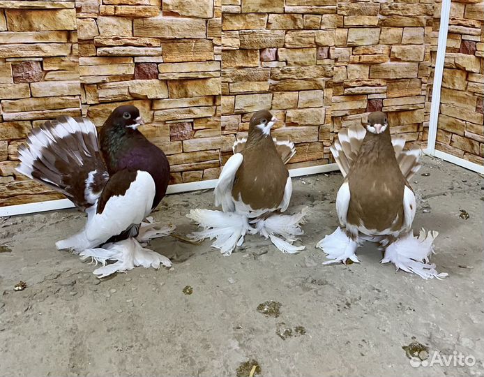 Статные голуби