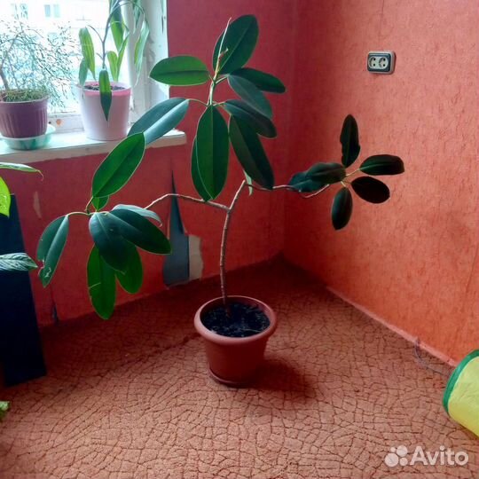 Диффенбахия