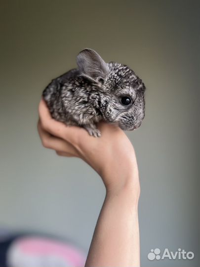 Шиншилла самец