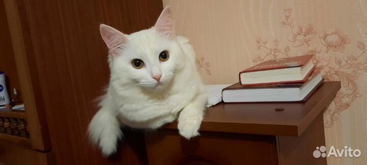Вязка Ангорский кот