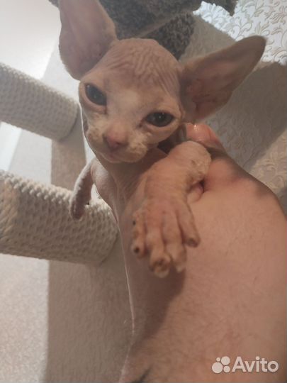 Канадский Сфинкс котенок