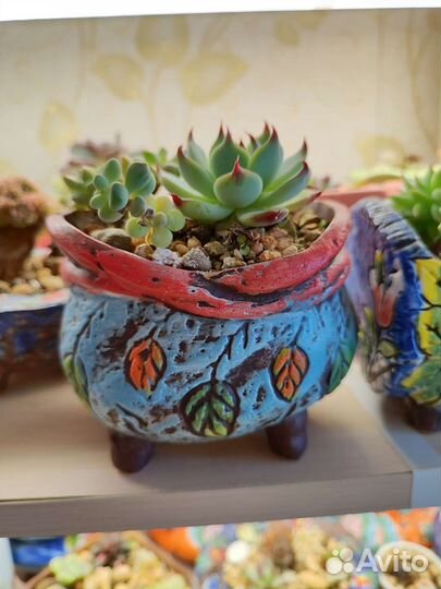 Суккуленты. Садик