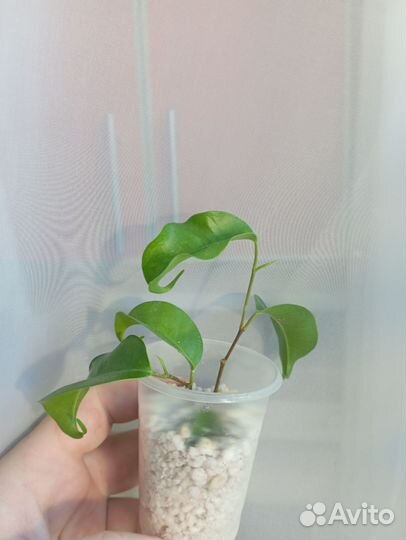 Фикусы разные