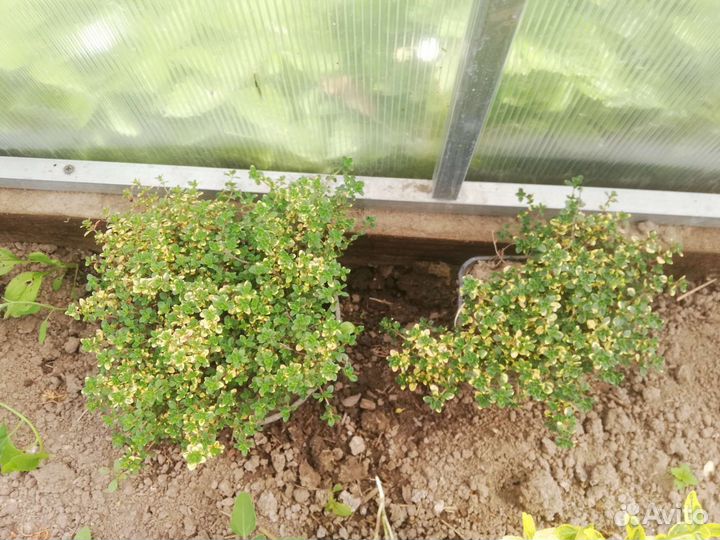 Тимьян лимонный