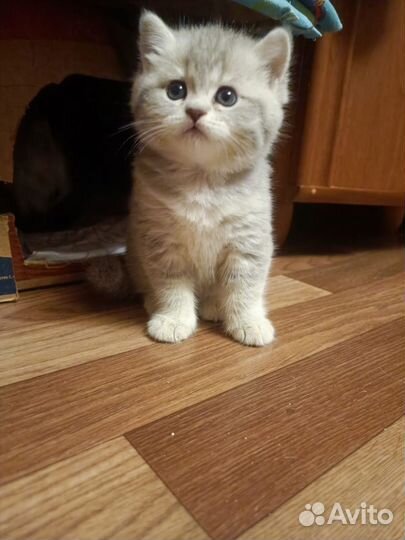 Шотланский котенок
