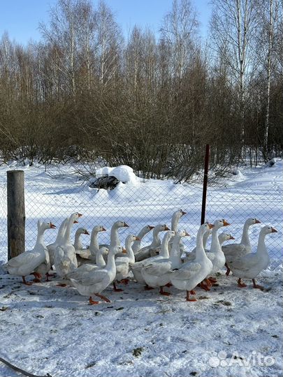 Гуси Белые Линда
