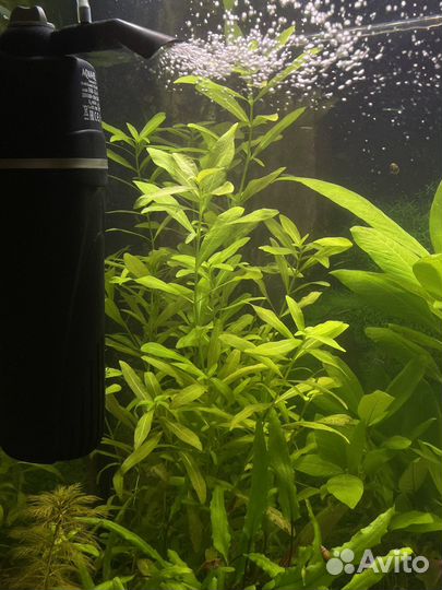 Аквариумные растения