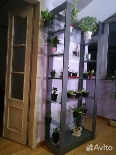 Пеларгония герань. Новый стеллаж для цветов