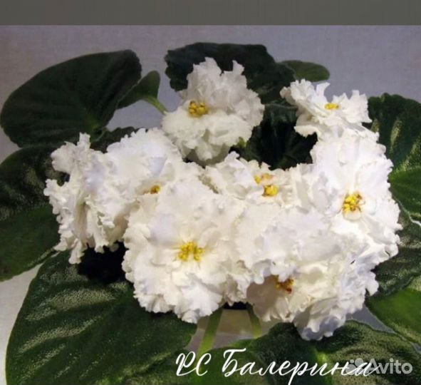 Сортовые фиалки