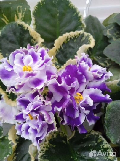 Сортовые фиалки