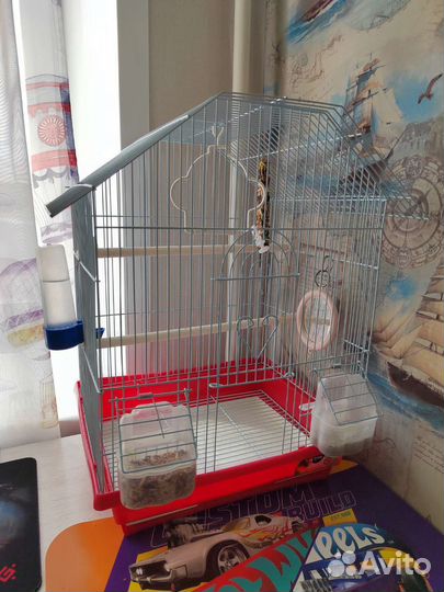 Попугай неразлучник с клеткой