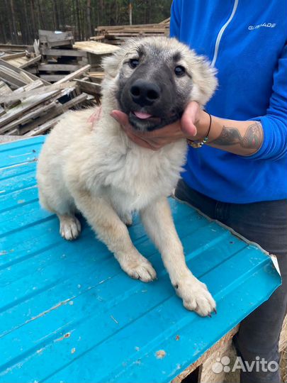 Щенок в добрые руки