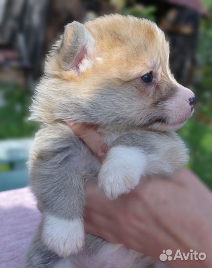 Щенки вельш корги пемброк