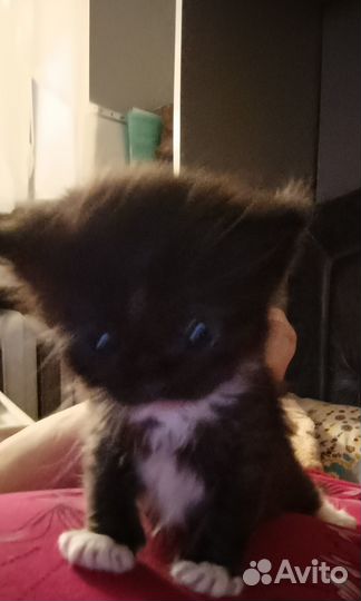 Отдам в добрые руки котят