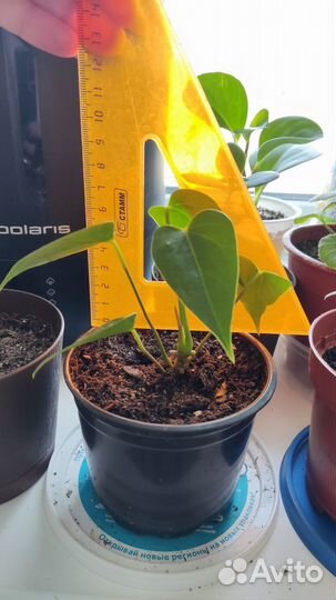 Пеперомия туполистная, Антуриум